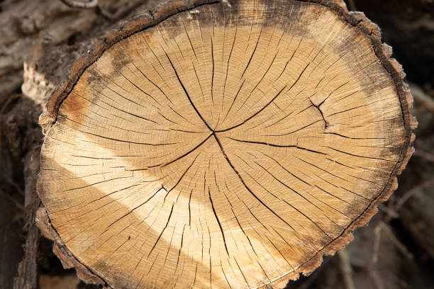 istock old log of wood as a background with texture 1223671830
