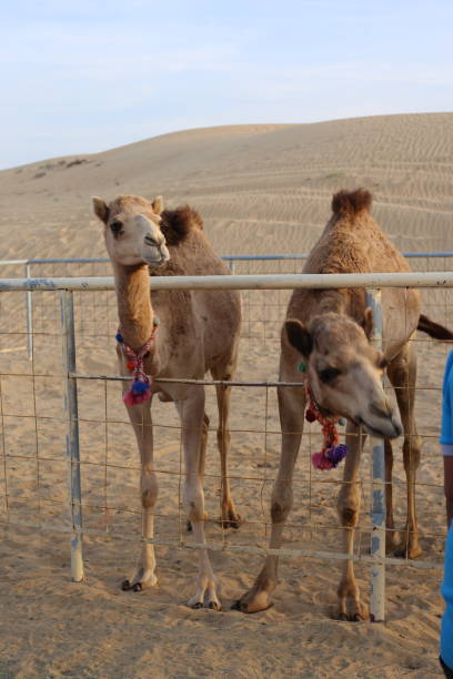 istock Camels on the Red Sand Dunes in Sharjah, UAE 1223671837