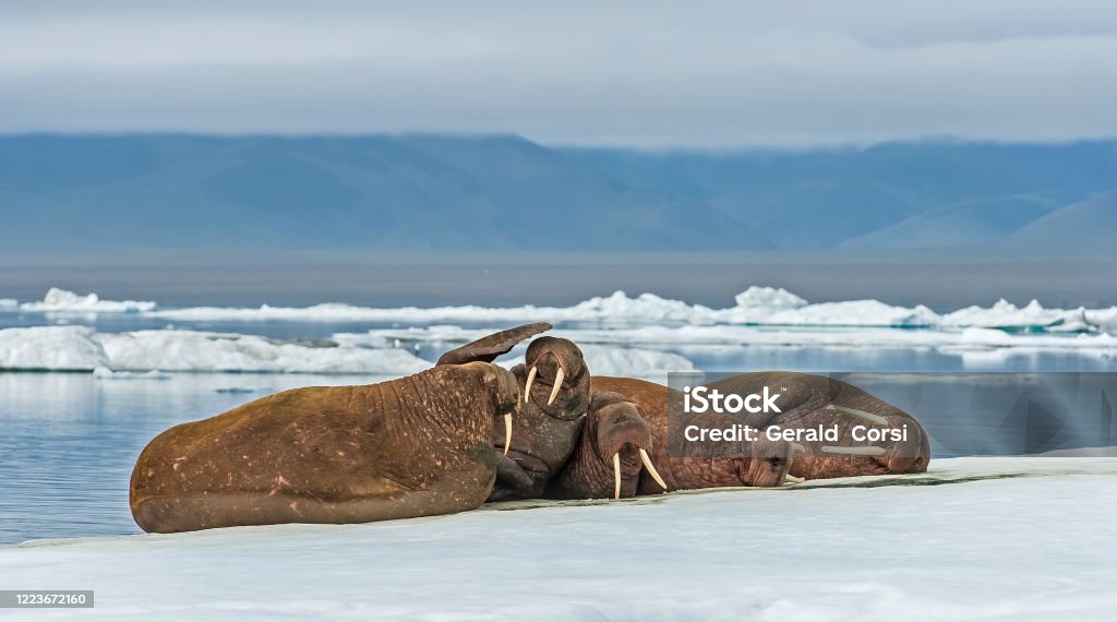The walrus (Odobenus rosmarus) is a  marine mammal with a discontinuous distribution about the North Pole in the Arctic Ocean and subarctic seas of the Northern Hemisphere. Resting on ice in the Chukchi Sea near Wrangel Island, Chukotka Autonomous Okrug, The walrus (Odobenus rosmarus) is a  marine mammal with a discontinuous distribution about the North Pole in the Arctic Ocean and subarctic seas of the Northern Hemisphere. Resting on ice in the Chukchi Sea near Wrangel Island, Chukotka Autonomous Okrug, Russia. Wrangel Island Stock Photo