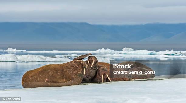 The Walrus Is A Marine Mammal With A Discontinuous Distribution About The North Pole In The Arctic Ocean And Subarctic Seas Of The Northern Hemisphere Resting On Ice In The Chukchi Sea Near Wrangel Island Chukotka Autonomous Okrug Stock Photo - Download Image Now