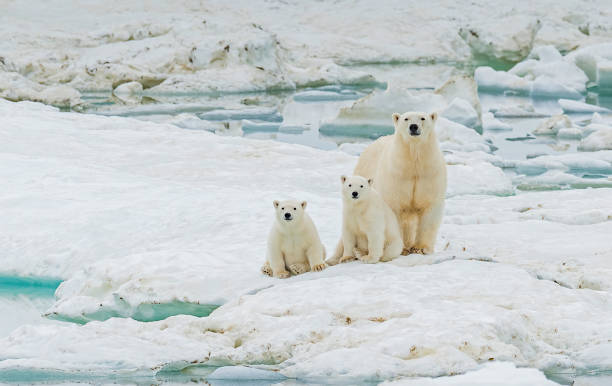 polar bear, Ursus maritimus, is a carnivorous bear native largely within the Arctic Circle encompassing the Arctic Ocean. Wrangel Island,  Chukotka Autonomous Okrug, Russia. Arctic Ocean. Mother and young cubs on the snow.