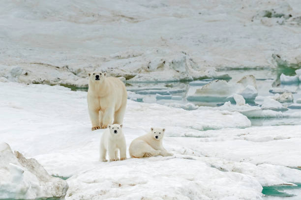 istock polar bear, Ursus maritimus, is a carnivorous bear native largely within the Arctic Circle encompassing the Arctic Ocean. Wrangel Island,  Chukotka Autonomous Okrug, Russia. Arctic Ocean. Mother and young cubs on the snow. 1223672208