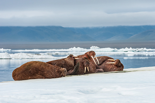 The walrus (Odobenus rosmarus) is a  marine mammal with a discontinuous distribution about the North Pole in the Arctic Ocean and subarctic seas of the Northern Hemisphere. Resting on ice in the Chukchi Sea near Wrangel Island, Chukotka Autonomous Okrug, Russia.