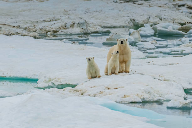 istock polar bear, Ursus maritimus, is a carnivorous bear native largely within the Arctic Circle encompassing the Arctic Ocean. Wrangel Island,  Chukotka Autonomous Okrug, Russia. Arctic Ocean. Mother and young cubs on the snow. 1223672270