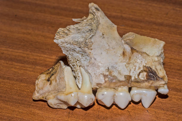istock polar bear, Ursus maritimus, is a carnivorous bear native largely within the Arctic Circle encompassing the Arctic Ocean. Bone and teeth from the maxillae. Wrangel Island, Chukotka Autonomous Okrug, Russia. 1223672292