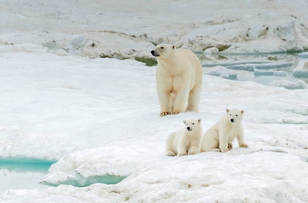 istock polar bear, Ursus maritimus, is a carnivorous bear native largely within the Arctic Circle encompassing the Arctic Ocean. Wrangel Island,  Chukotka Autonomous Okrug, Russia. Arctic Ocean. Mother and young cubs on the snow. 1223672301