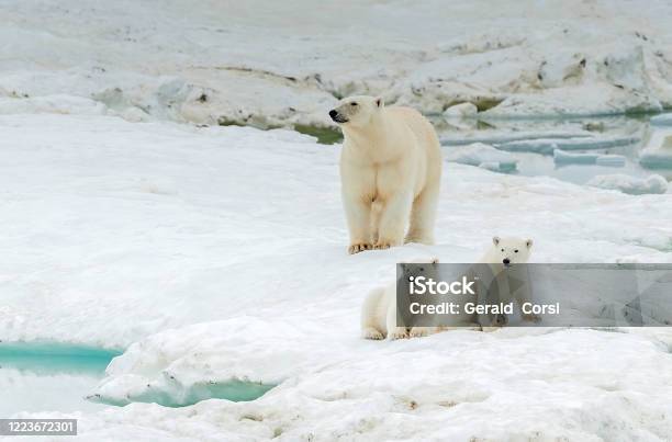 Polar Bear Ursus Maritimus Is A Carnivorous Bear Native Largely Within The Arctic Circle Encompassing The Arctic Ocean Wrangel Island Chukotka Autonomous Okrug Russia Arctic Ocean Mother And Young Cubs On The Snow Stock Photo - Download Image Now