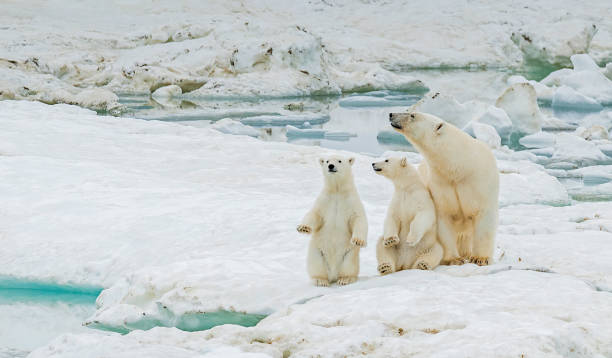 istock polar bear, Ursus maritimus, is a carnivorous bear native largely within the Arctic Circle encompassing the Arctic Ocean. Wrangel Island,  Chukotka Autonomous Okrug, Russia. Arctic Ocean. Mother and young cubs on the snow. 1223672302