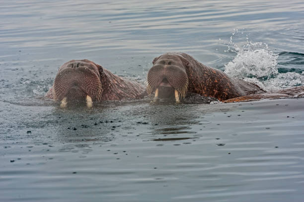 The Pacific walrus (Odobenus rosmarus) is a marine mammal with a discontinuous distribution about the North Pole in the Arctic Ocean and subarctic seas of the Northern Hemisphere. Swimming with its head out of the water. Near Wrangel Island, Chukotka Autonomous Okrug, Russia. la morsa del pacífico (odobenus rosmarus) es un mamífero marino con una distribución discontinua sobre el polo norte en el océano Ártico y los mares subárticos del hemisferio norte. nadar con la cabeza fuera del agua. cerca de wrangel island, chukotk