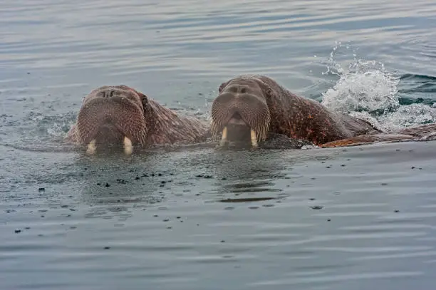 The Pacific walrus (Odobenus rosmarus) is a  marine mammal with a discontinuous distribution about the North Pole in the Arctic Ocean and subarctic seas of the Northern Hemisphere. Swimming with its head out of the water. Near Wrangel Island, Chukotka Autonomous Okrug, Russia.