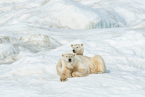 polar bear, Ursus maritimus, is a carnivorous bear native largely within the Arctic Circle encompassing the Arctic Ocean. Wrangel Island,  Chukotka Autonomous Okrug, Russia. Arctic Ocean. Adult mother and older cub on the snow.