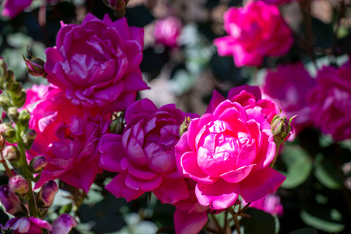Close-up of a cluster of double red Knock-Out roses in dappled sunlight with pink snapdragons in foreground.