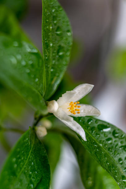 istock Blooming indoor calamondine tree isolated on white background 1223673418