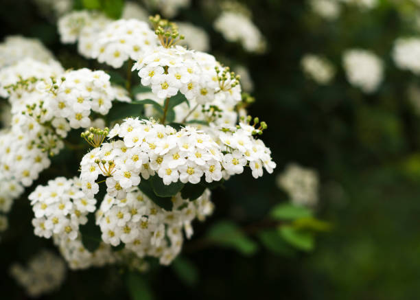 istock Beautiful blooming white spirea flowers. White spring flowers 2 1223674205