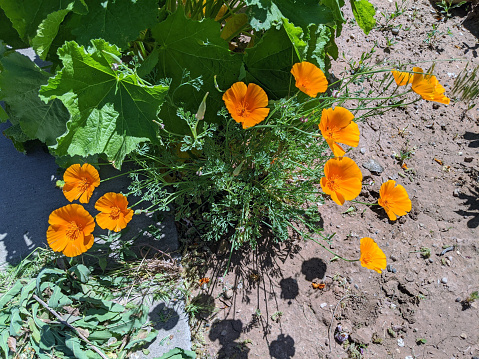 California Poppies in bloom in springtime in Rockville Utah along a white fence