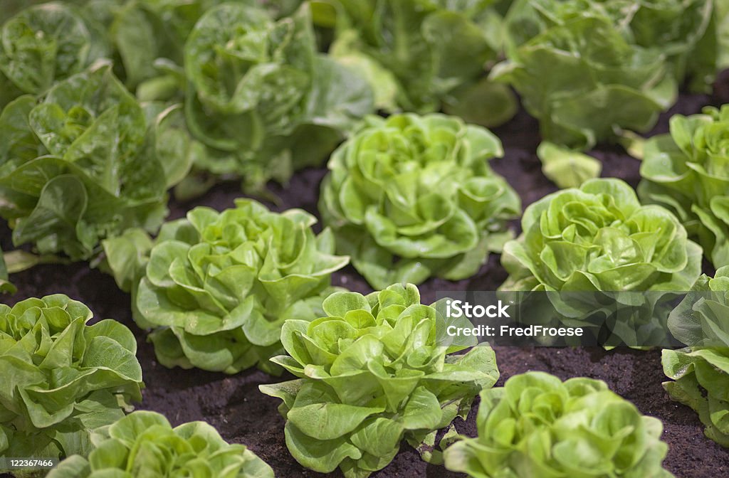Gemüsegarten - Lizenzfrei Farbbild Stock-Foto