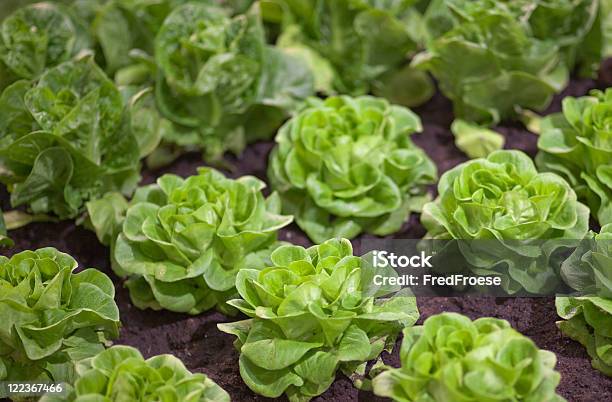 Gemüsegarten Stockfoto und mehr Bilder von Farbbild - Farbbild, Fotografie, Gemüsegarten