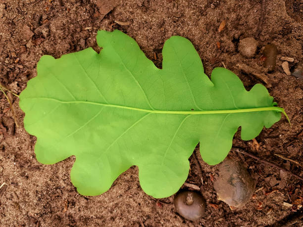 oak tree leaf found in the uk - oak leaf leaf oak tree spring imagens e fotografias de stock