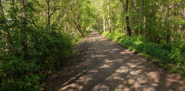 istock trail into the woods with trees and nice spring colors 1223676975