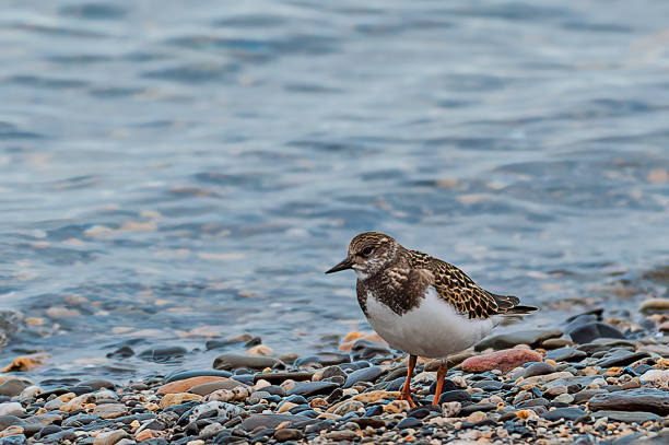 The ruddy turnstone (Arenaria interpres) is a small wading bird. Found on Krassin Bay shore on Wrangel Island, Chukotka Autonomous Okrug, Russia.  	Charadriiformes, Scolopacidae The ruddy turnstone (Arenaria interpres) is a small wading bird. Found on Krassin Bay shore on Wrangel Island, Chukotka Autonomous Okrug, Russia.  "tCharadriiformes, Scolopacidae ruddy turnstone stock pictures, royalty-free photos & images