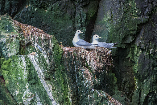 The Black-legged Kittiwake (Rissa tridactyla) is a seabird species in the gull family Laridae. It like to nest on steep rock cliffs next to the ocean. Kolyuchin Island