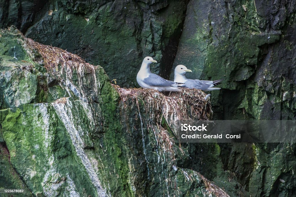 The Black-legged Kittiwake (Rissa tridactyla) is a seabird species in the gull family Laridae. It like to nest on steep rock cliffs next to the ocean. Kolyuchin Island Cliff Stock Photo