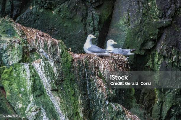 The Blacklegged Kittiwake Is A Seabird Species In The Gull Family Laridae It Like To Nest On Steep Rock Cliffs Next To The Ocean Kolyuchin Island Stock Photo - Download Image Now