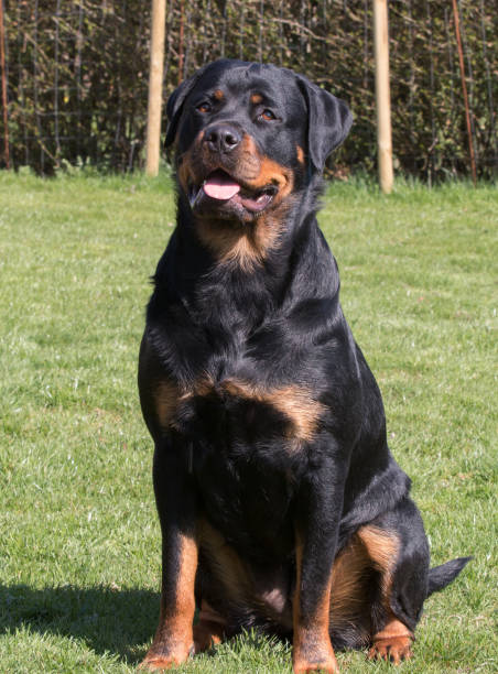istock Rottweiler on the grass in the summer 1223678703