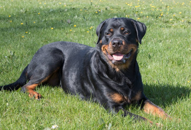 istock Rottweiler on the grass in the summer 1223679327