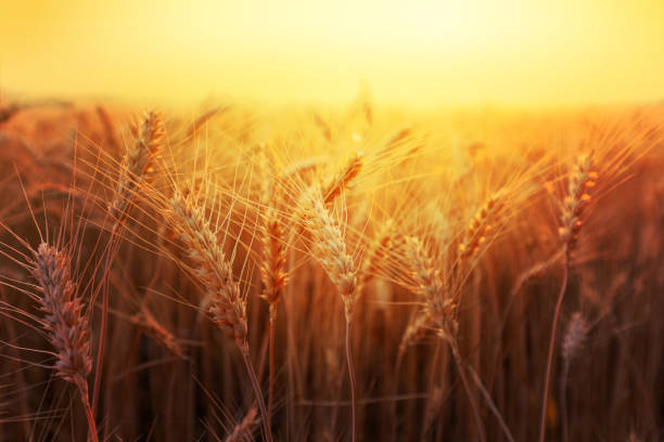 istock Golden wheat ears on a field against bright sunset shining light. 1223679479