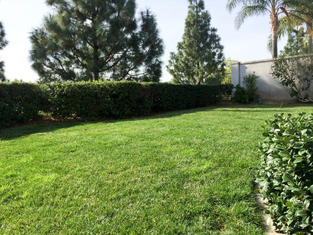 istock Home yard landscaping lawn grass 1223680058
