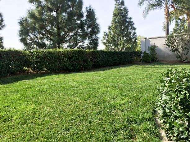 istock Home yard landscaping lawn grass 1223680188