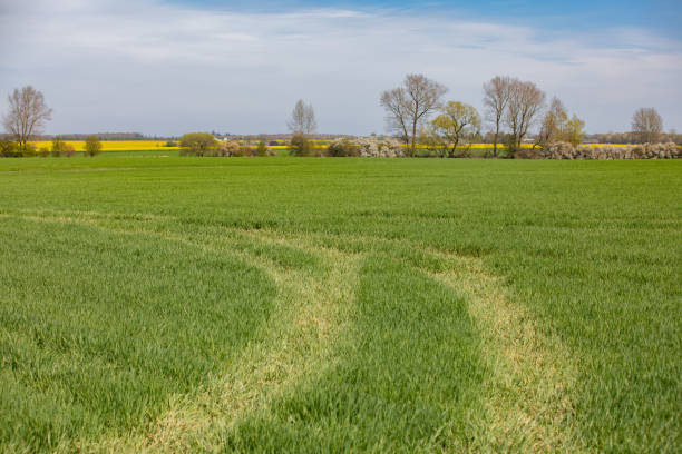 istock path going into a new crop field and trees in the background 1223680813
