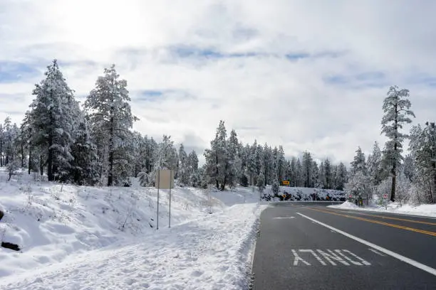 Lots of Snow on trees in winter, Arizona United States