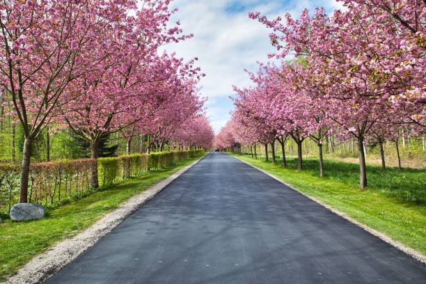 Blossoming cherry trees along foot path and highway in Niagara Falls City, Ontario, Canada