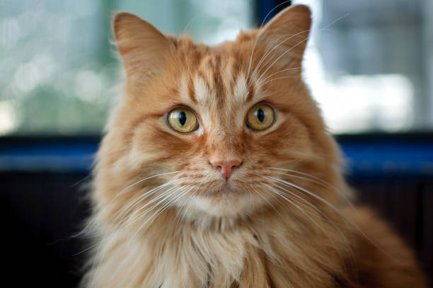 istock Red young cat is sitting on the floor and looking at the camera on big windows background on the balcony, domestic pets concept 1223682165