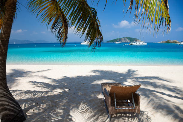 istock palm tree on Deadman's beach, Peter Island 1223682322