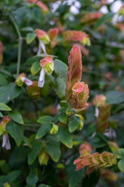 flowers of Justicia brandegeeana in blooming. evergreen shrub Mexican shrimp plant, shrimp plant or false hop close-up with soft blurred focus flowers of Justicia brandegeeana in blooming. evergreen shrub Mexican shrimp plant, shrimp plant or false hop close-up with soft blurred focus. justicia brandegeeana stock pictures, royalty-free photos & images