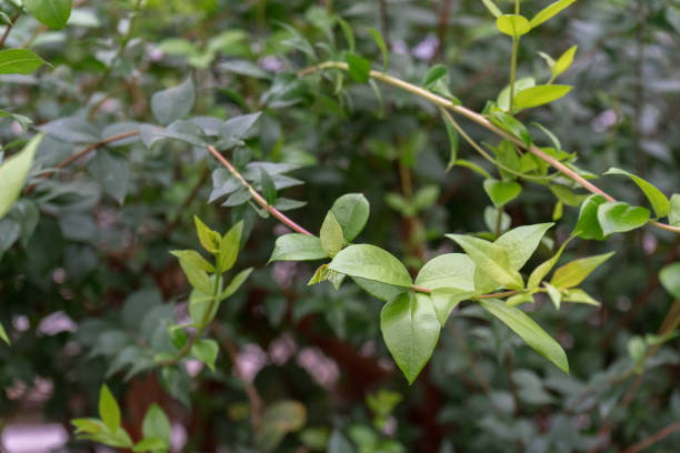 istock New green leaves close up on tree branch bloomed in early spring. Blurred background. soft focus 1223682609
