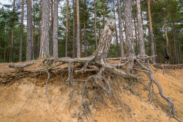 Photo of a large branched pine stump with gnarled roots on a slope prone to soil erosion. Environmental issues