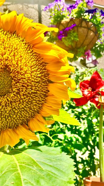 istock yellow red purple - garden flowers 1223683427