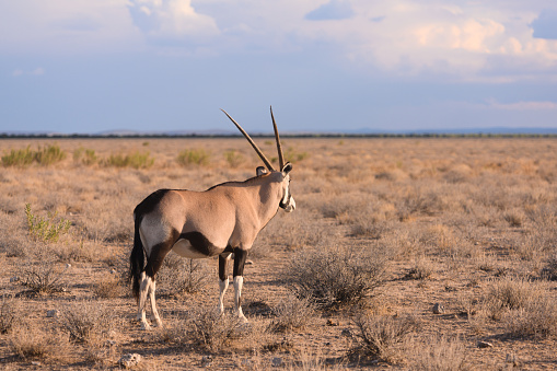 This is a color photograph of an oryx standing on the arid plain in Etosha National Park in Namibia, Africa.