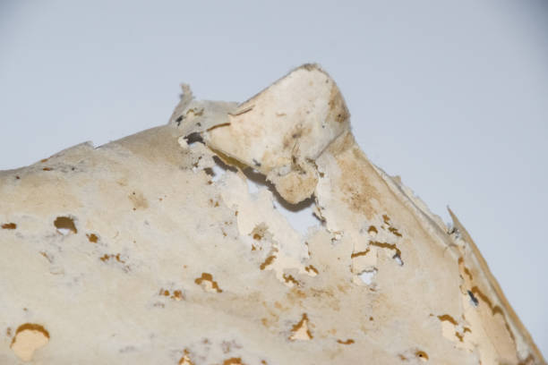 istock Paper swallowed with silverfish. Traces of wrecking silverfish on vinyl envelopes. 1223685781