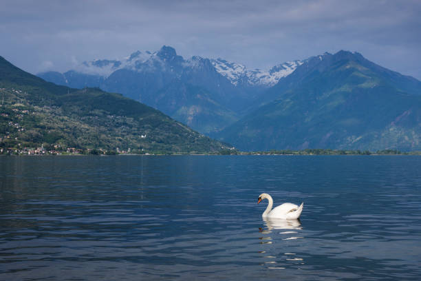 istock Lake Comersee with swan on the water, Italy 1223689323