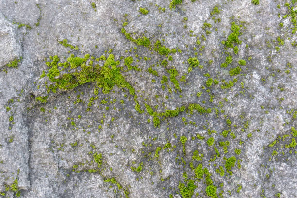istock Gray stone surface covered with green rare moss. Relief and texture of stone with patterns and vegetation. Natural background for your design 1223689411