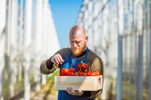 a male vegetable farmer at a greenhouse - greenhouse industry tomato agriculture imagens e fotografias de stock