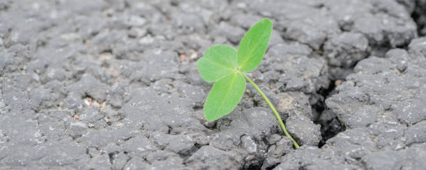 istock green sprout grows through a crack in the asphalt 1223689584
