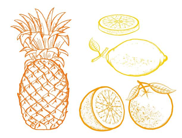 Exotische Früchte. Ananas, Orangen, Zitrone Vektor Farbe Illustration isoliert auf weiß – Vektorgrafik