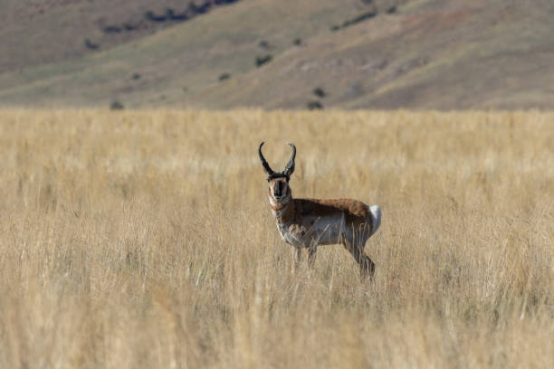 istock Pronghorn Antelope Buck on the Prairie 1223689633