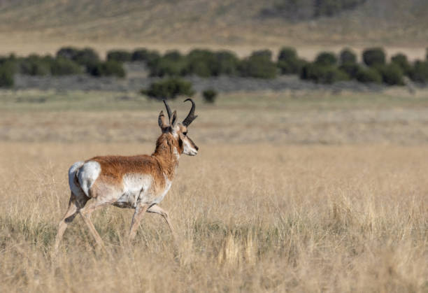 istock Pronghorn Antelope Buck on the Prairie 1223689697